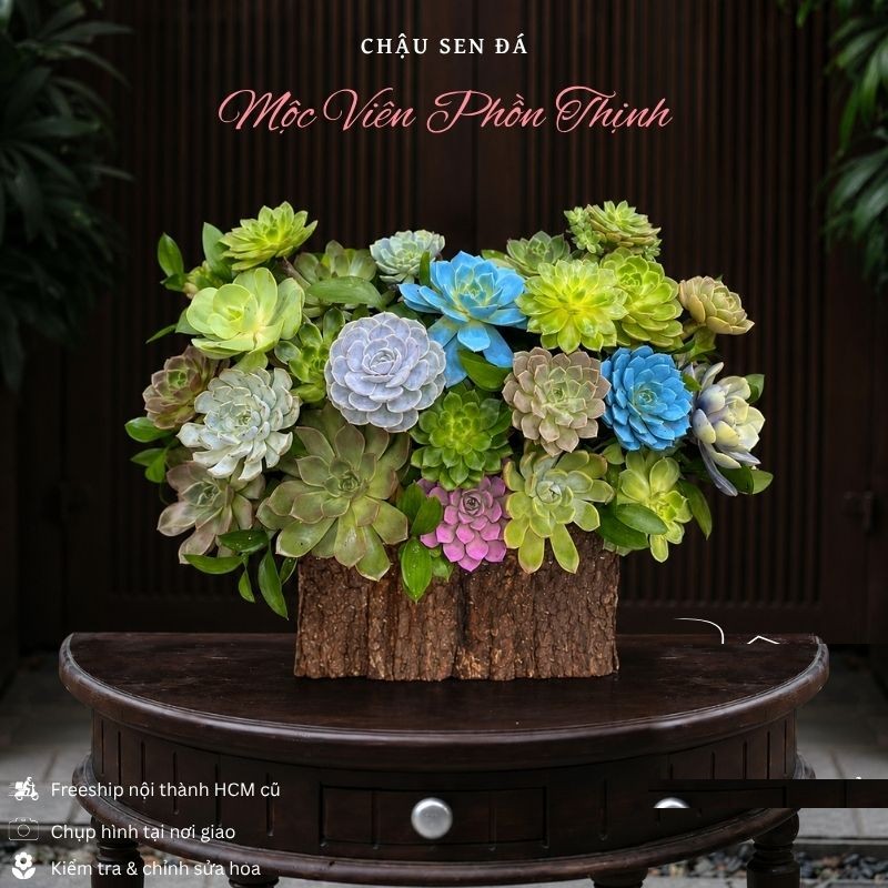 Sen Đá: Chậu Sen Đá Mộc Viên Phồn Thịnh - SD05