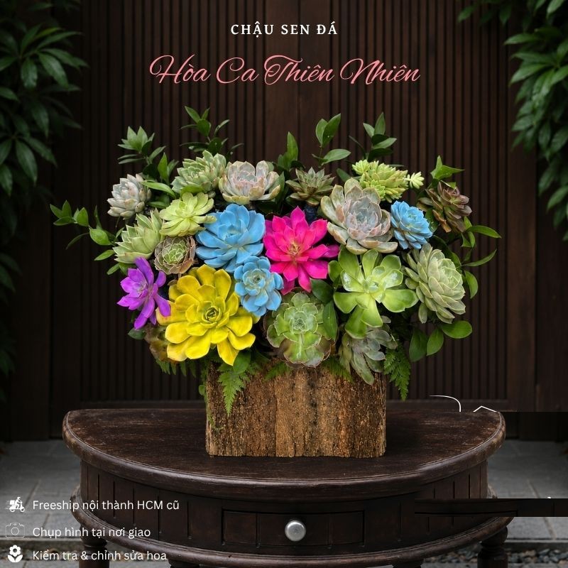 Sen Đá: Chậu Sen Đá Hòa Ca Thiên Nhiên - SD06