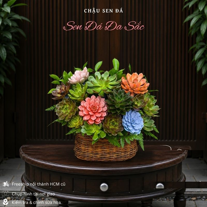 Sen Đá: Chậu Sen Đá Sen Đá Đa Sắc - SD07