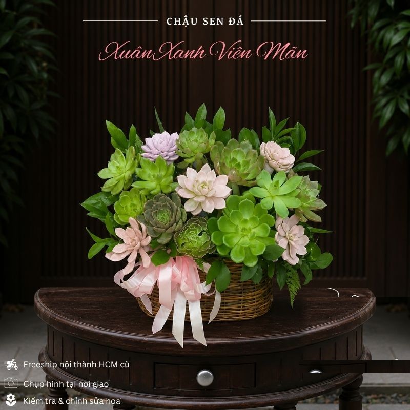 Sen Đá: Chậu Sen Đá Xuân Xanh Viên Mãn - SD08