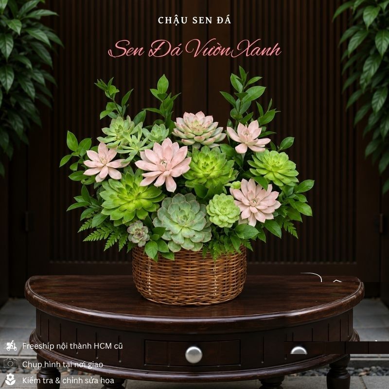 Sen Đá: Chậu Sen Đá Sen Đá Vườn Xanh - SD13