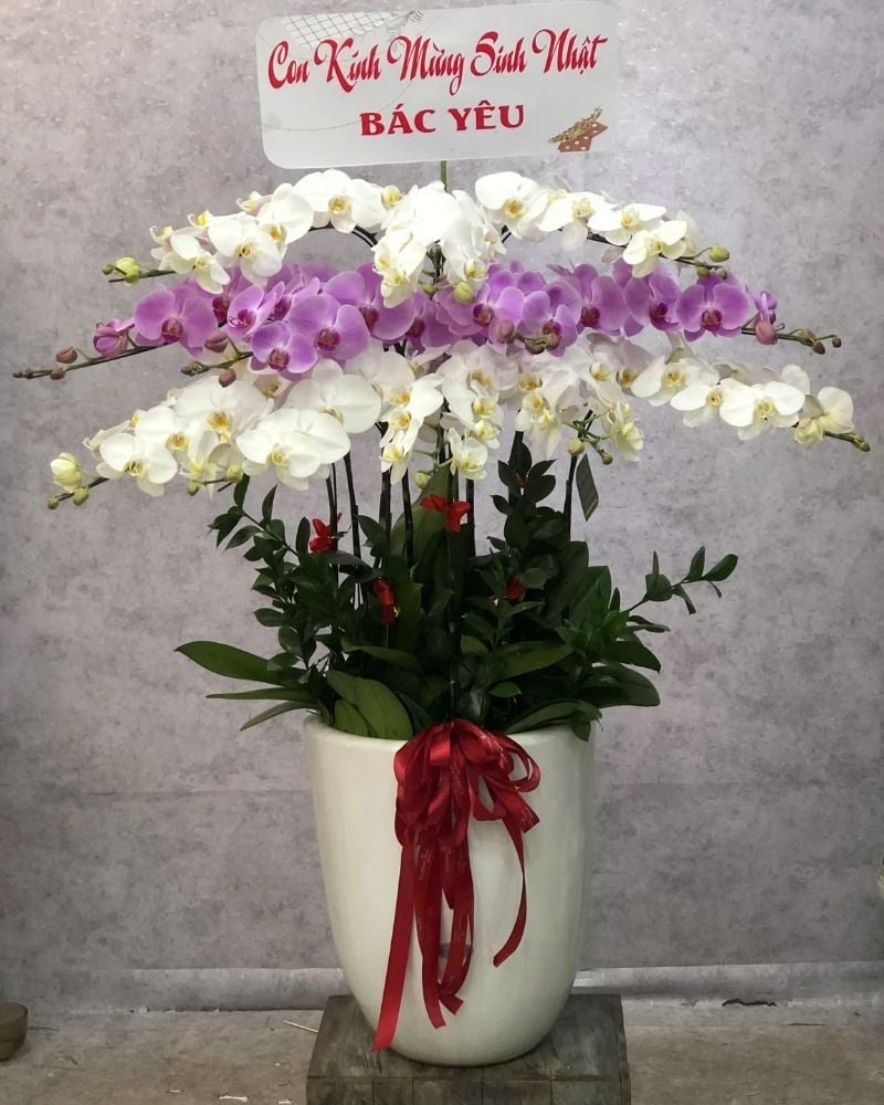 Chậu lan hồ điệp 10 cành đại diện cho sự tròn đầy và viên mãn
