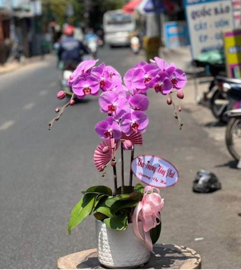 Phalaenopsis Orchids 3 cành gửi gắm lời chúc khai trương hồng phát