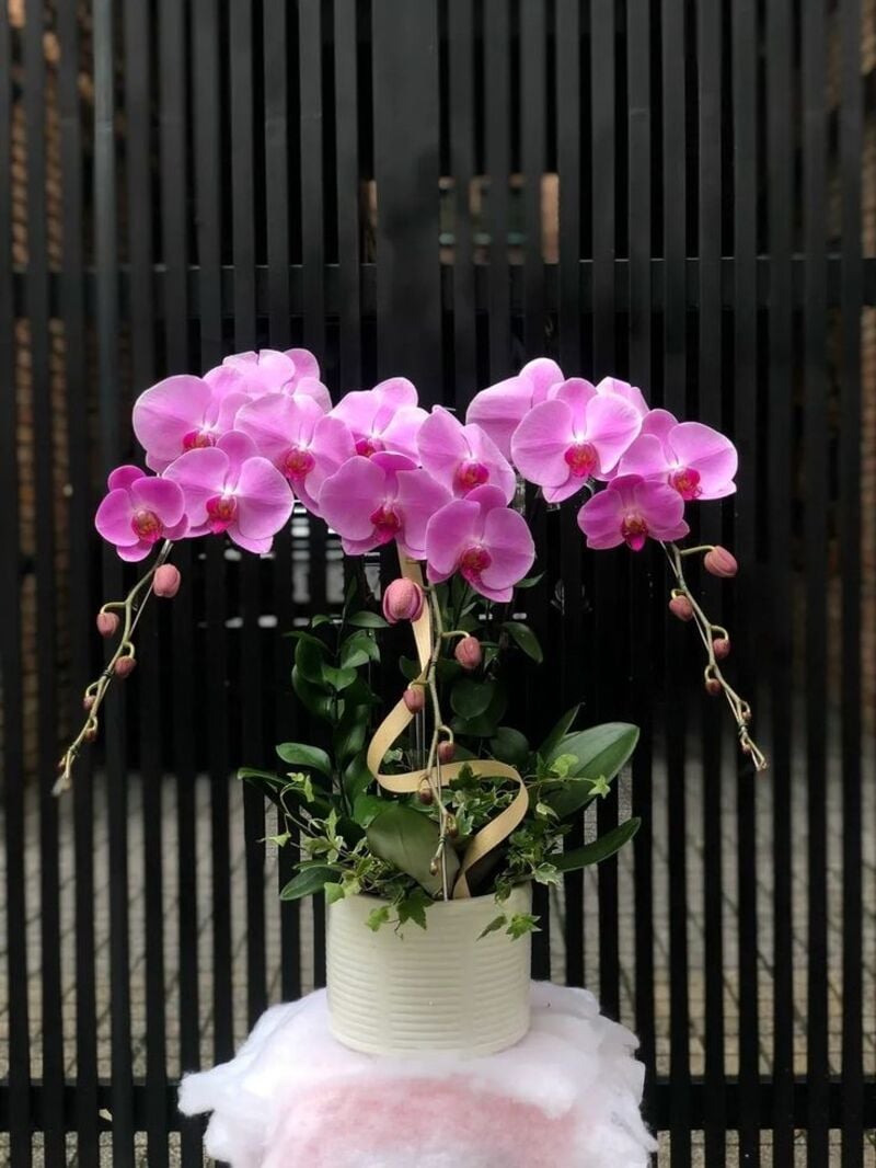 Phalaenopsis Orchids hồng 3 cành tặng sinh nhật