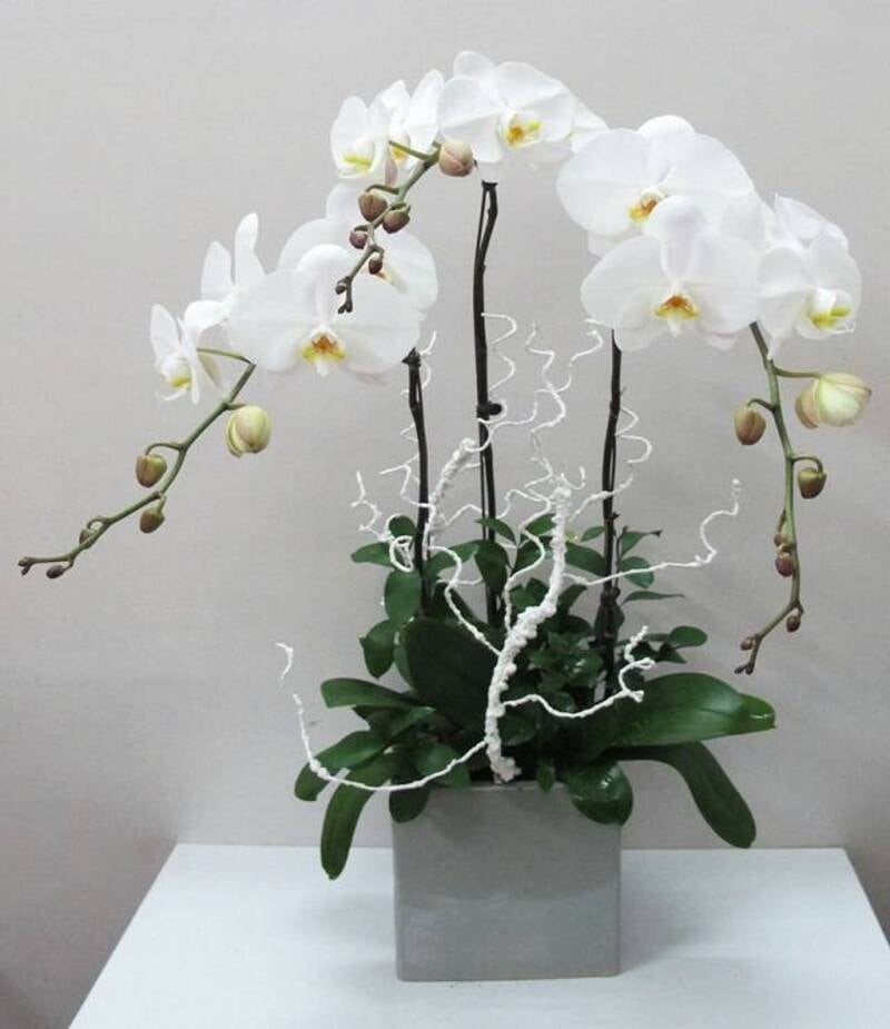 Phalaenopsis Orchids trắng 3 cành có mức giá khoảng 900.000 đồng