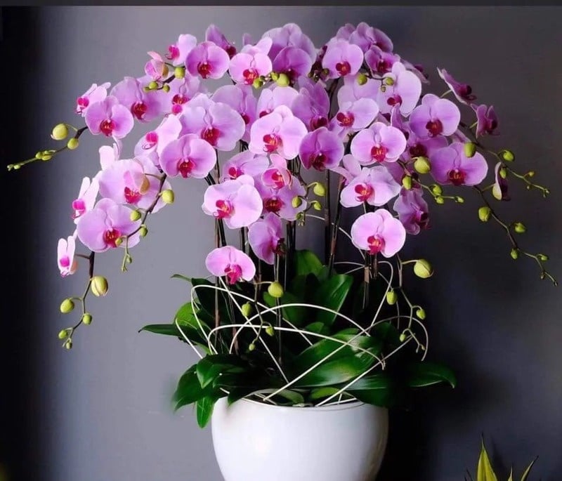 Ý nghĩa của hoa lan hồ điệp hồng