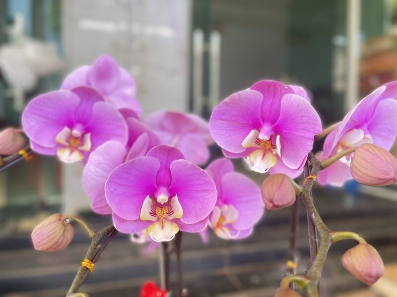 Phalaenopsis Orchids màu hồng Anna mang vẻ đẹp thanh lịch, tinh tế
