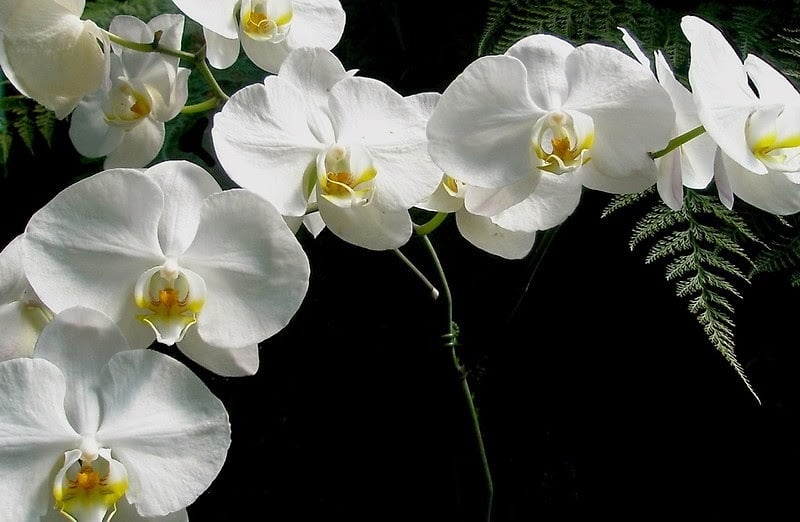 Mẫu lan hồ điệp trắng đột biến lạ, độc đáo