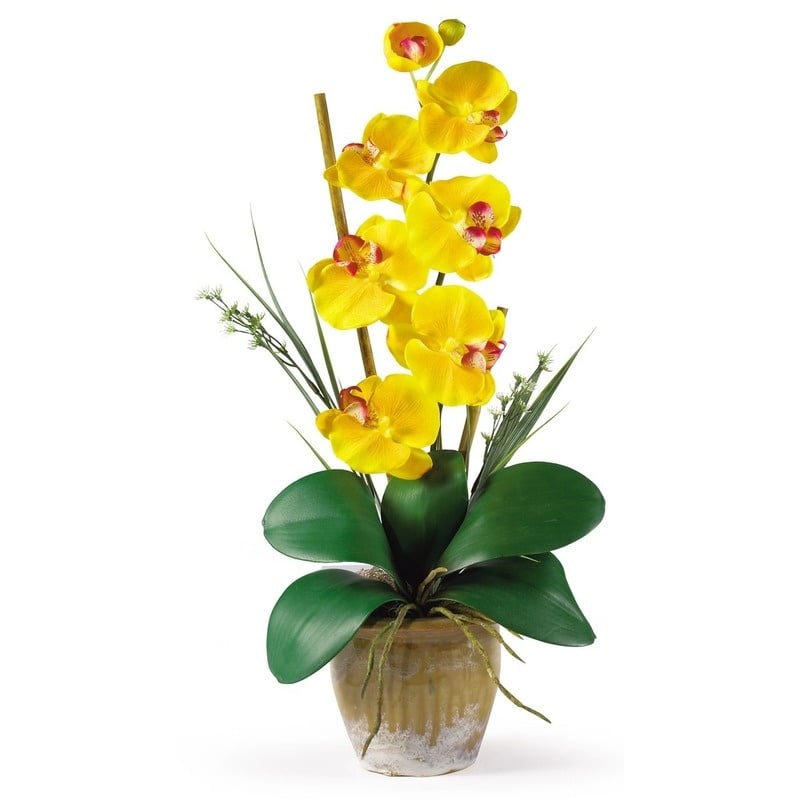 Hoa lan hồ điệp vàng 1 cành nhỏ nhắn, xinh xắn