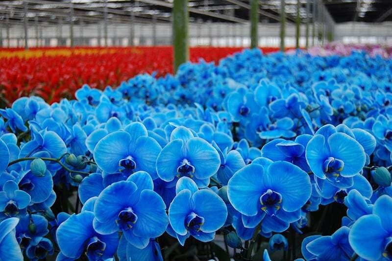 Phalaenopsis Orchids xanh là loại cây ưa ẩm, không chịu được nắng gắt