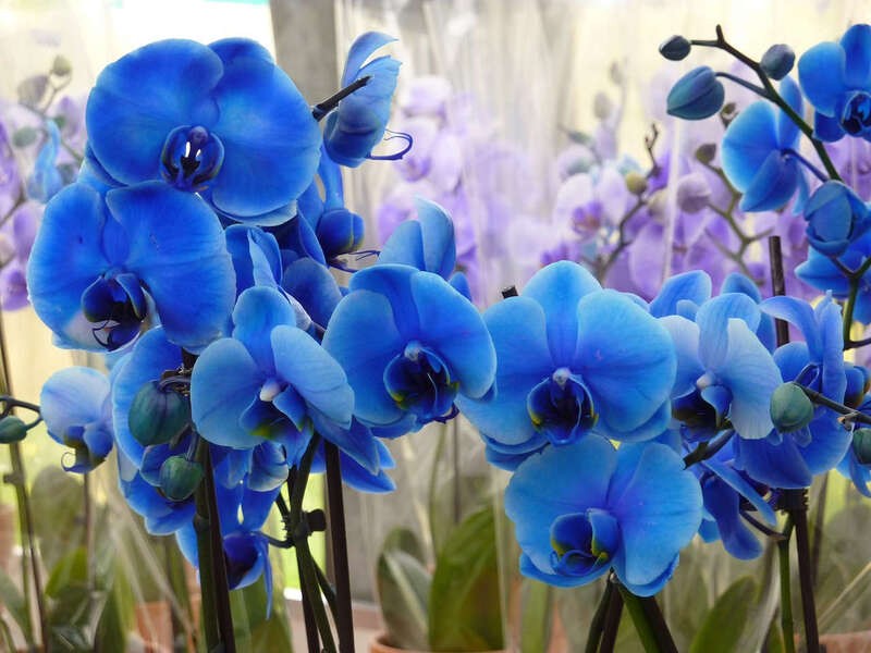 Phalaenopsis Orchids màu xanh có thân ngắn, dáng mọc thẳng đứng, lá to, dày
