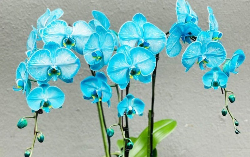 Phalaenopsis Orchids màu xanh ngọc là biểu tượng của sự quyền quý