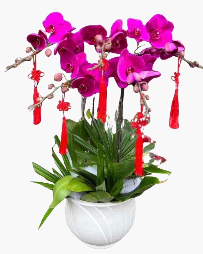 Lan hồ điệp tím tượng trưng cho tình yêu thuỷ chung, son sắt