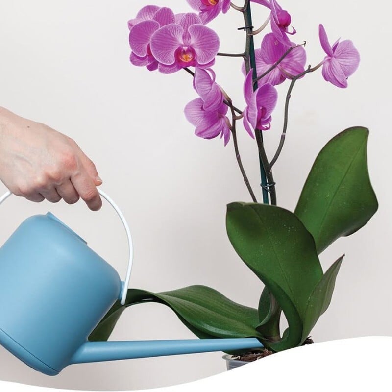 Hướng dẫn chăm sóc hoa lan hồ điệp đúng cách