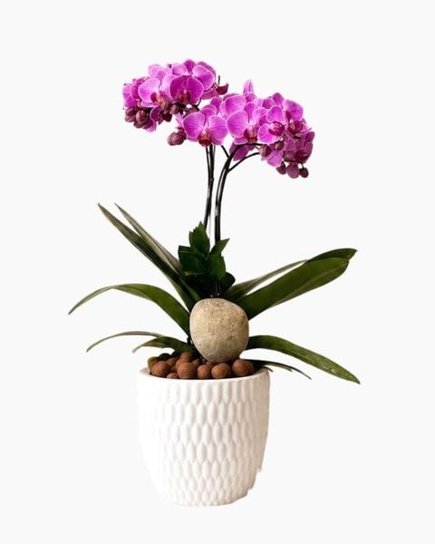 Lan Hồ Điệp: Chậu Lan Hồ Điệp Tử Ngọc An Viên - LHD248