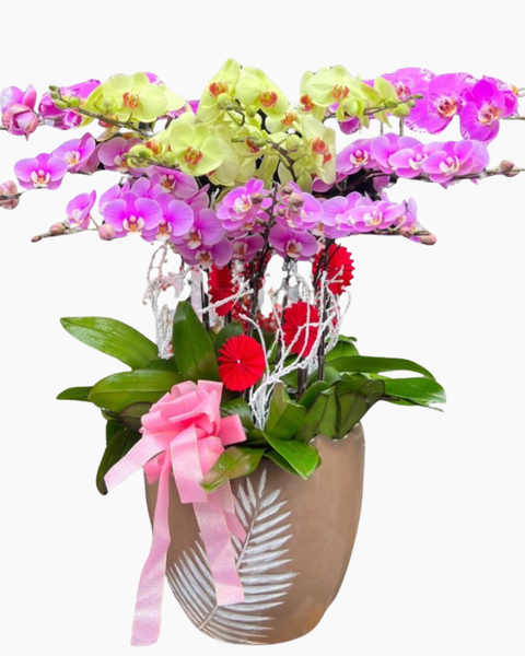 Lan Hồ Điệp: Chậu Hoa Lan Hồ Điệp Mix Màu - LHĐ94