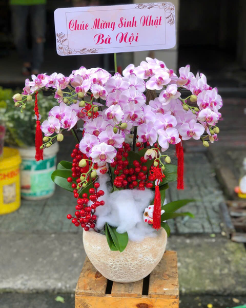 Lan Hồ Điệp: Chậu Lan Hồ Điệp Hồng Phát - LHĐ143