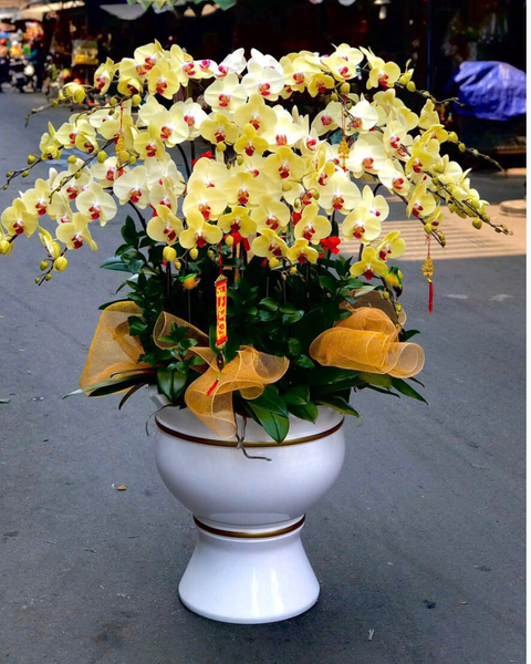Lan Hồ Điệp: Chậu Lan Hồ Điệp An Nhiên - LHĐ160
