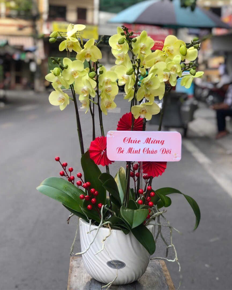  Chậu Lan Hồ Điệp Viên Mãn - LHĐ144 