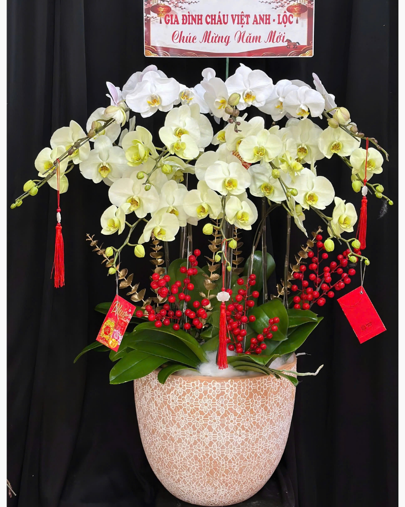  Chậu Lan Hồ Điệp Hòa Ca  - LHĐ187 