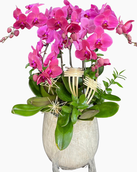 Lan Hồ Điệp: Chậu Lan Hồ Điệp Thiên Phúc - LHĐ198