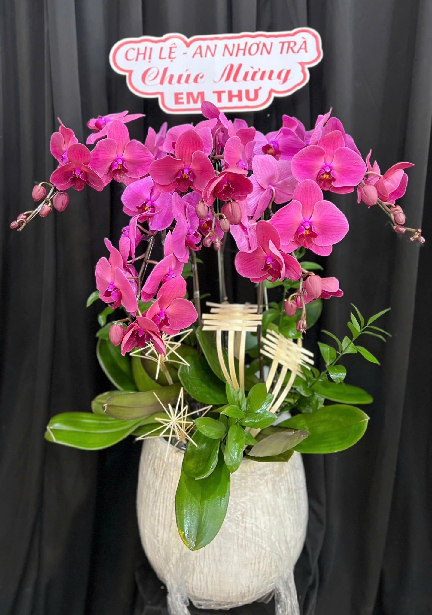  Chậu Lan Hồ Điệp Thiên Phúc - LHĐ198 