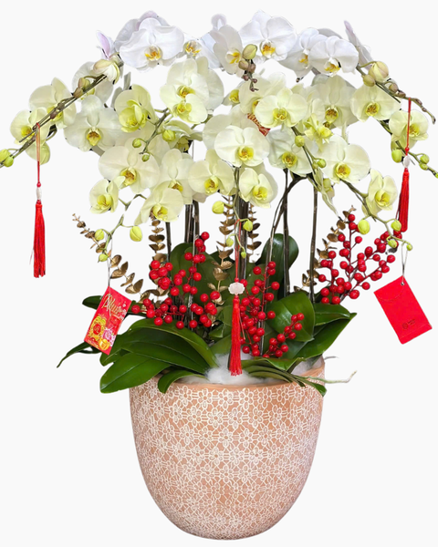 Lan Hồ Điệp: Chậu Lan Hồ Điệp Hòa Ca  - LHĐ187