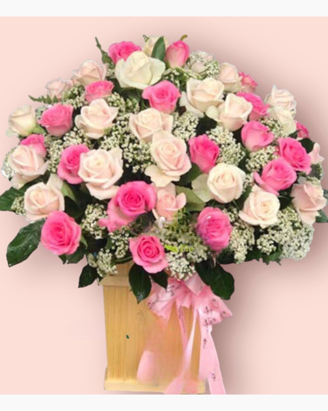 Hoa Hồng: Xinh Tươi - HCH69 - Hoa Hồng 20/10 - Hoa Hồng Pastel, Hoa Hồng Sen và Hoa Ami