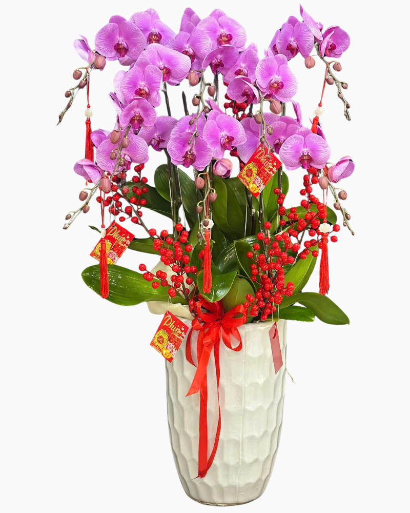 Chậu Lan Hồ Điệp Đắc Lộc - LHĐ188