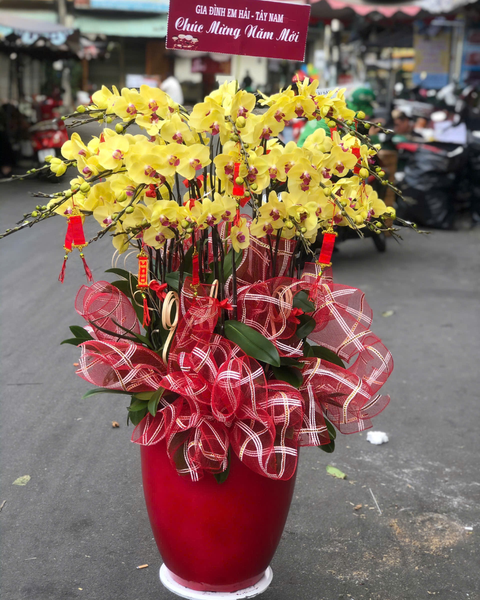 Lan Hồ Điệp: Chậu Lan Hồ Điệp Vượng Gia - LHĐ164