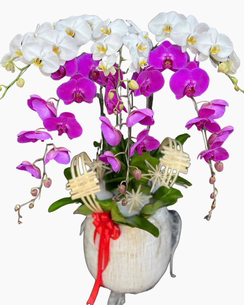 Chậu Lan Hồ Điệp Tinh Anh - LHĐ199