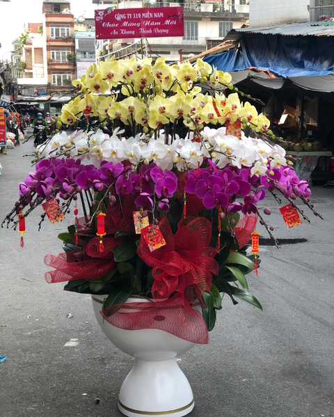 Lan Hồ Điệp: Chậu Lan Hồ Điệp An Khang - LHĐ165