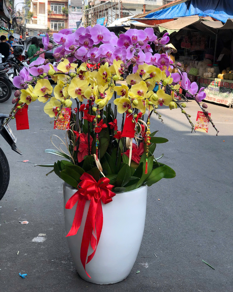 Lan Hồ Điệp: Chậu Lan Hồ Điệp Ngọc Thịnh - LHĐ166