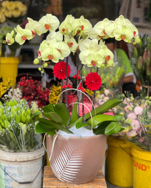 Lan Hồ Điệp: Chậu Hoa Lan Hồ Điệp Xuân Sang - LHĐ86
