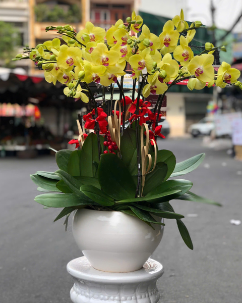 Lan Hồ Điệp: Chậu Lan Hồ Điệp Gia Hưng - LHĐ167