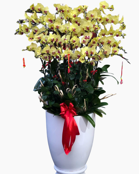Lan Hồ Điệp: Chậu Lan Hồ Điệp Ngọc Xuân - LHĐ168