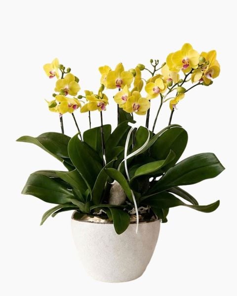 Lan Hồ Điệp: Chậu Lan Hồ Điệp Hoàng Kim Phú Quý - LHD239