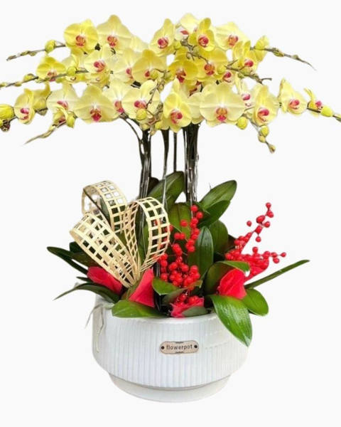 Lan Hồ Điệp: Chậu Hoa Lan Hồ Điệp Vàng 12 Cành - LHĐ111