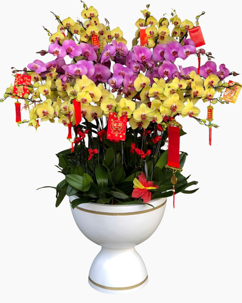 Lan Hồ Điệp: Chậu Lan Hồ Điệp Cát Tường - LHĐ169