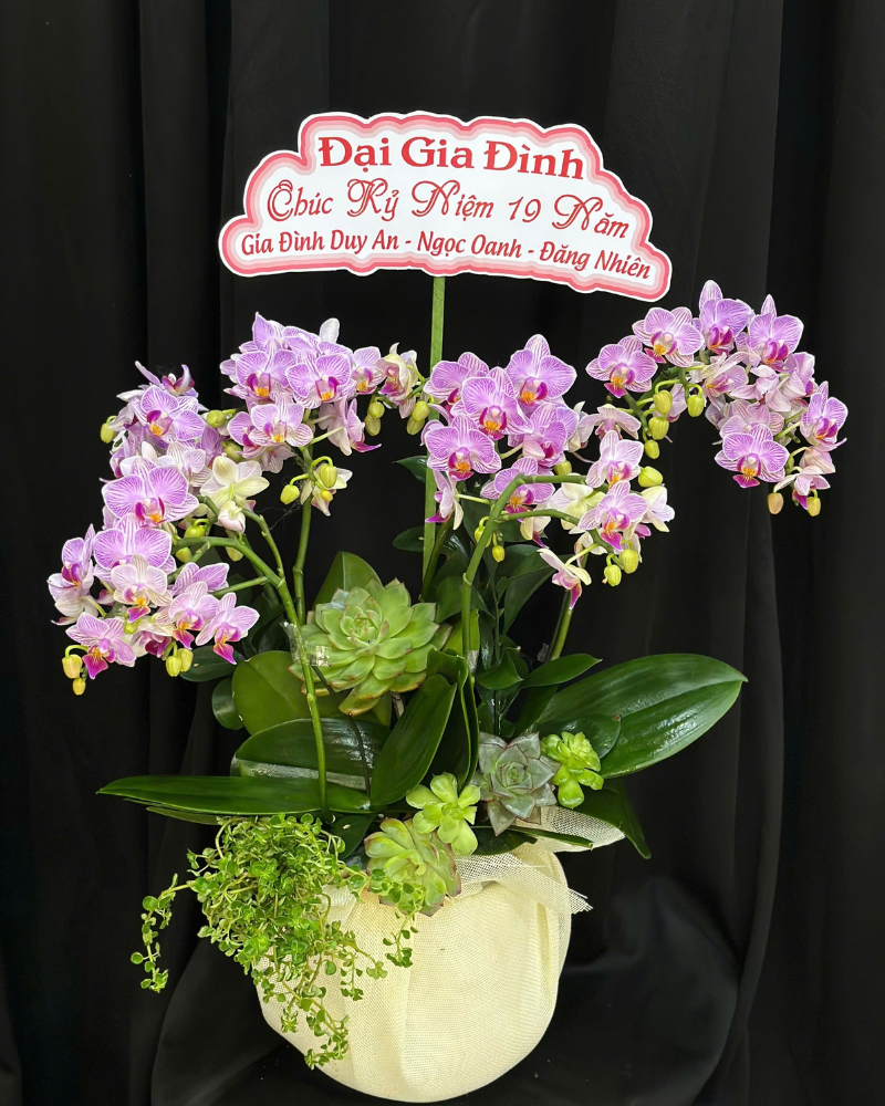  Chậu Lan Hồ Điệp Kiều Diễm-LHĐ119 