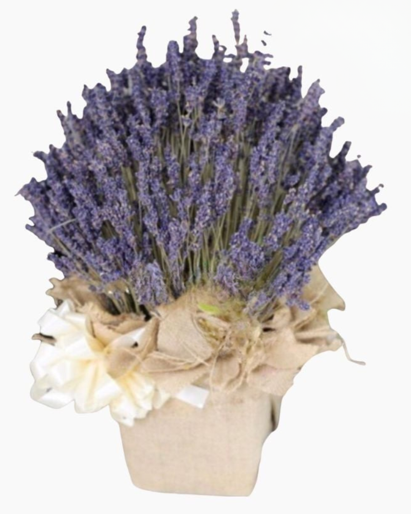  Hộp Hoa Lavender - LVD02 