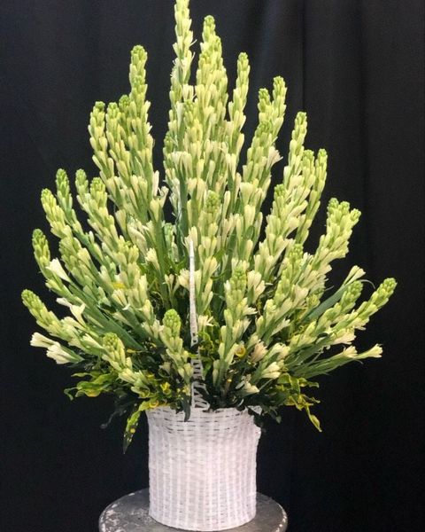 Giỏ Hoa Viếng: Giỏ Hoa Huệ Trắng - GHV13 - Giỏ Hoa Viếng