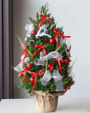  Cây Thông Noel Jingle Bell Pine - HGS11 - Priceng Sinh Ấm Áp 