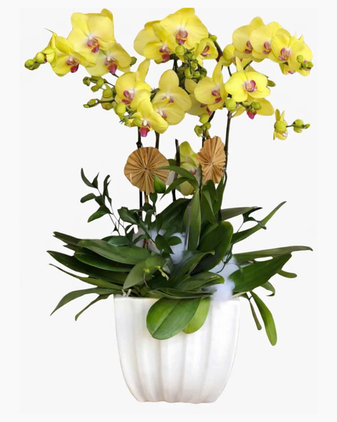 Lan Hồ Điệp: Chậu Hoa Lan Hồ Điệp Vàng - LHĐ01