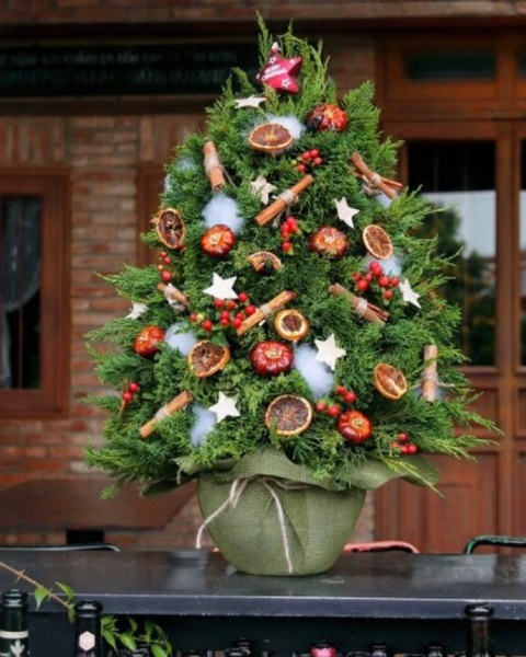 Hoa Giáng Sinh: Cây Thông Noel Merry Spruce - HGS09 - Giáng Sinh An Lành