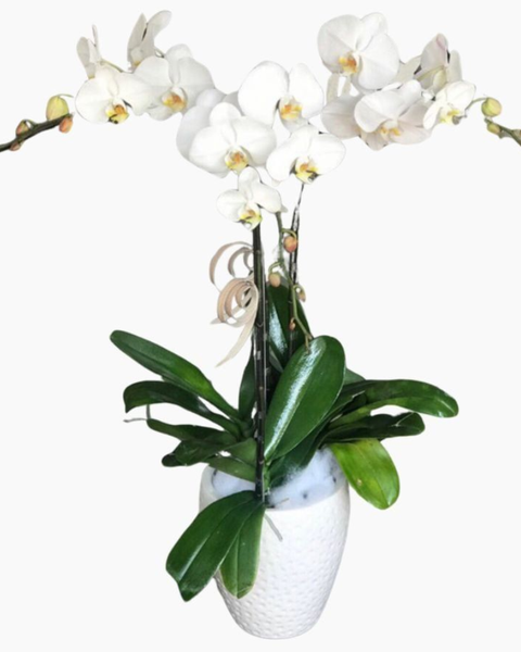 Lan Hồ Điệp: Chậu Hoa Lan Hồ Điệp Đẹp - LHĐ53