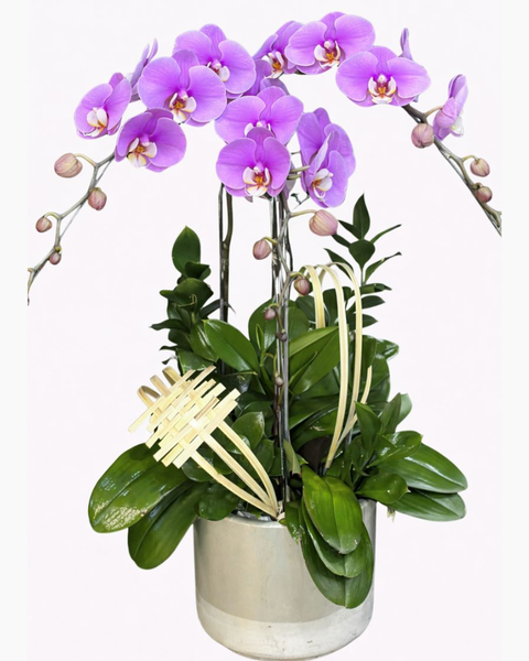 Lan Hồ Điệp: Chậu Lan Hồ Điệp Thuỷ Chung-LHĐ122