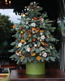  Cây Thông Noel Evergreen - HGS06 - Priceng Sinh An Lành 