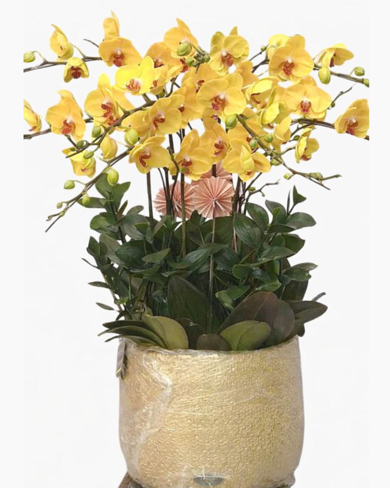  Chậu Lan Hồ Điệp Xuân Hoa - LHĐ152 