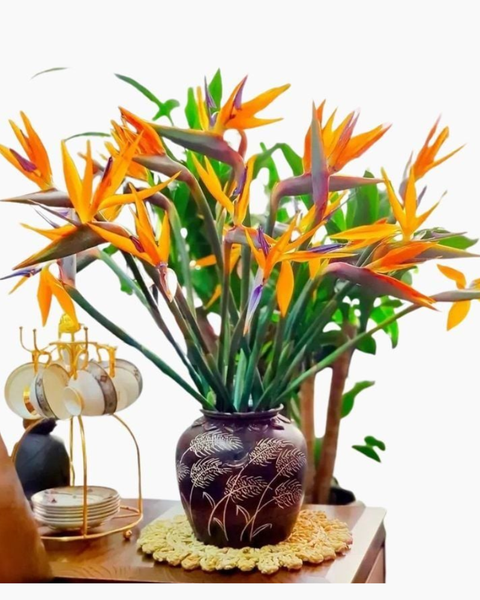 Hoa Cắt Cành: Hoa Thiên Điểu - Hoa Tươi Cắt Cành